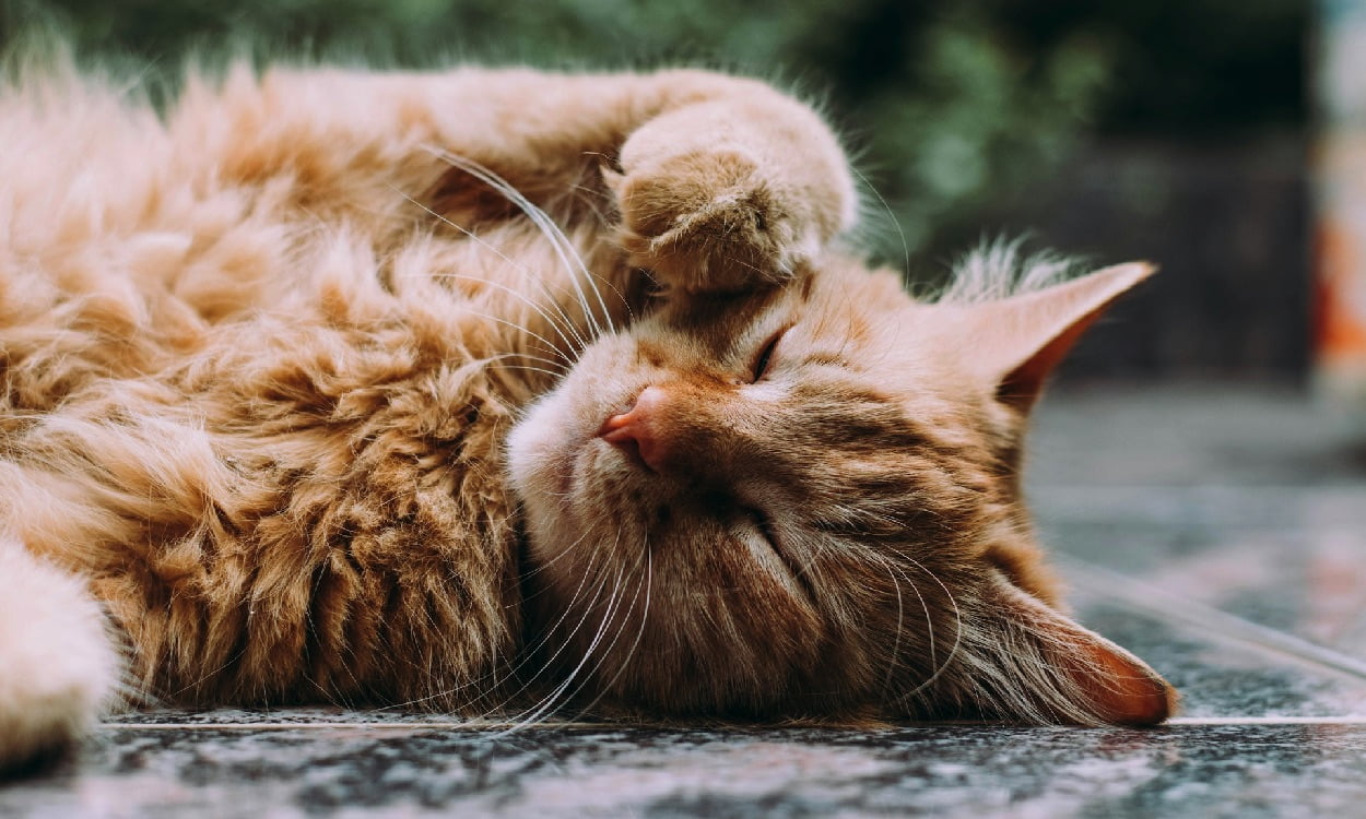 Oral Health Issues in Cats