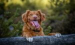 Natural Therapies for Dogs with Arthritis