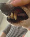 Canine dental care