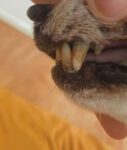 Dental treatment for dogs