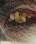 Dog dental health