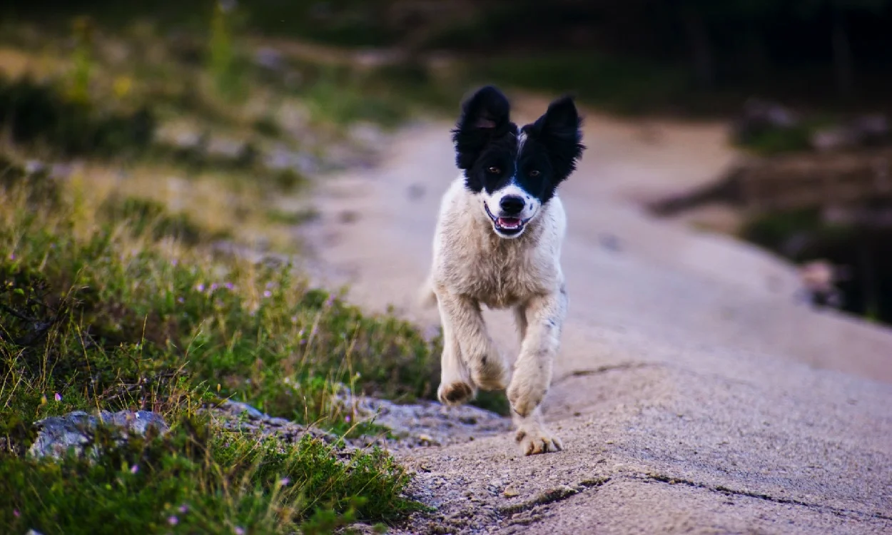 Canine Joint Supplements