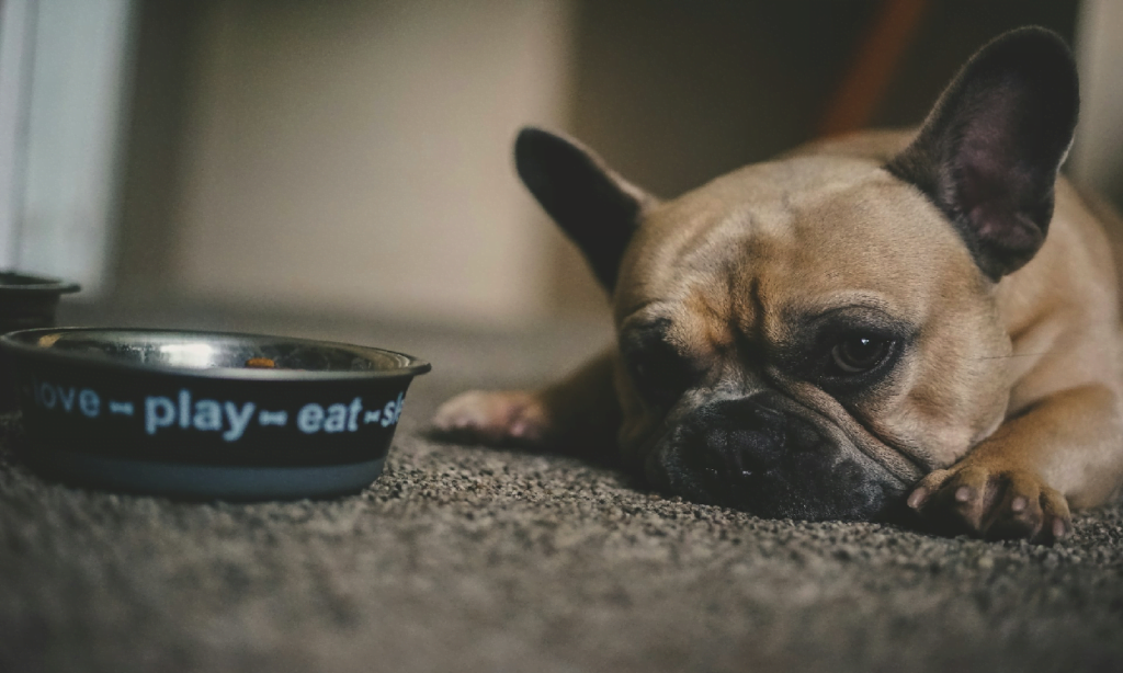 Food Supplements for Dogs with Arthritis | Arthritis Dog Food - Dietary Arthritis Dog Food