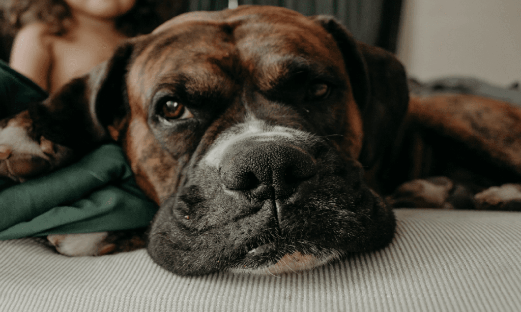 Natural Support for Dog Arthritis: Steps toward Healthier Joints - Natural Cure For Dog Arthritis