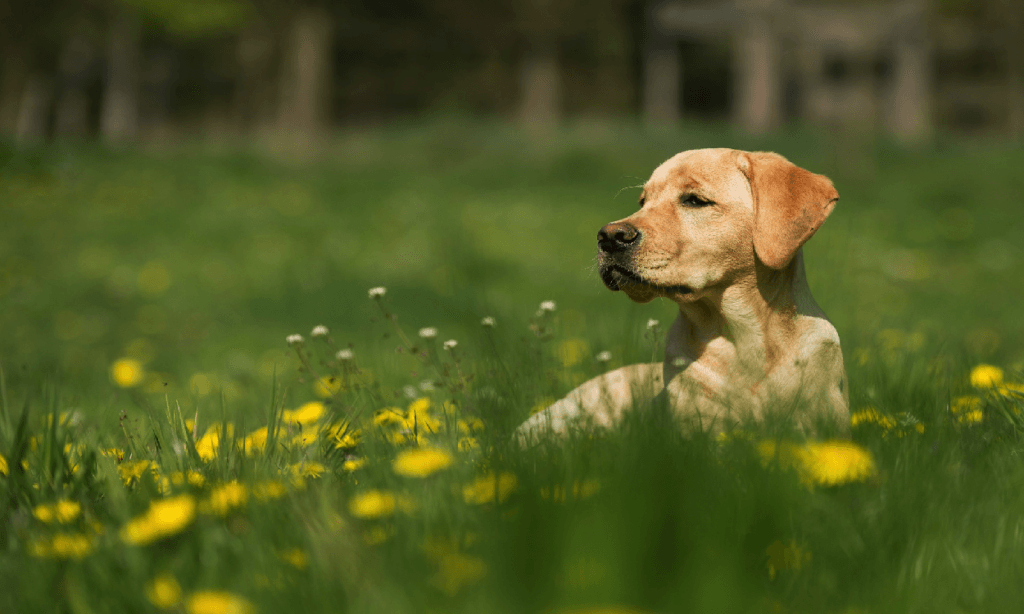 Herbal And Natural Remedies For Arthritis In Dogs Herbal and natural remedies for arthritis in dogs